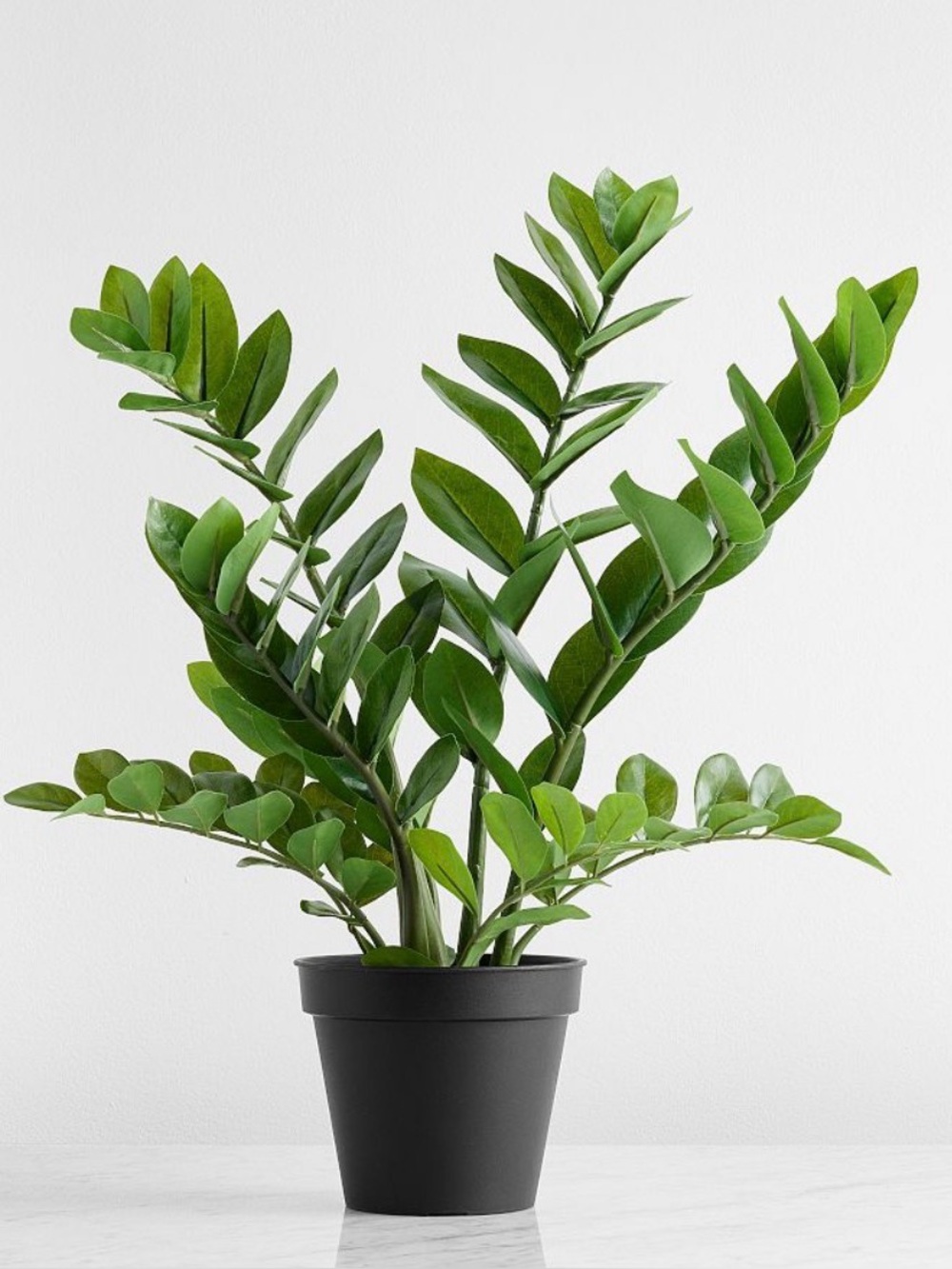 Pottery Barn Faux Potted ZZ Plant, Green, 24”H, NEW